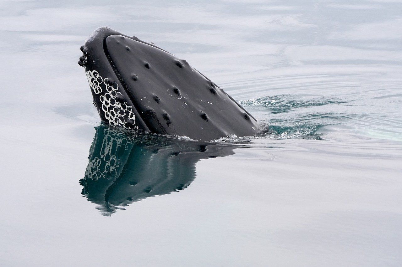 (Getty Images for Unsplash+)