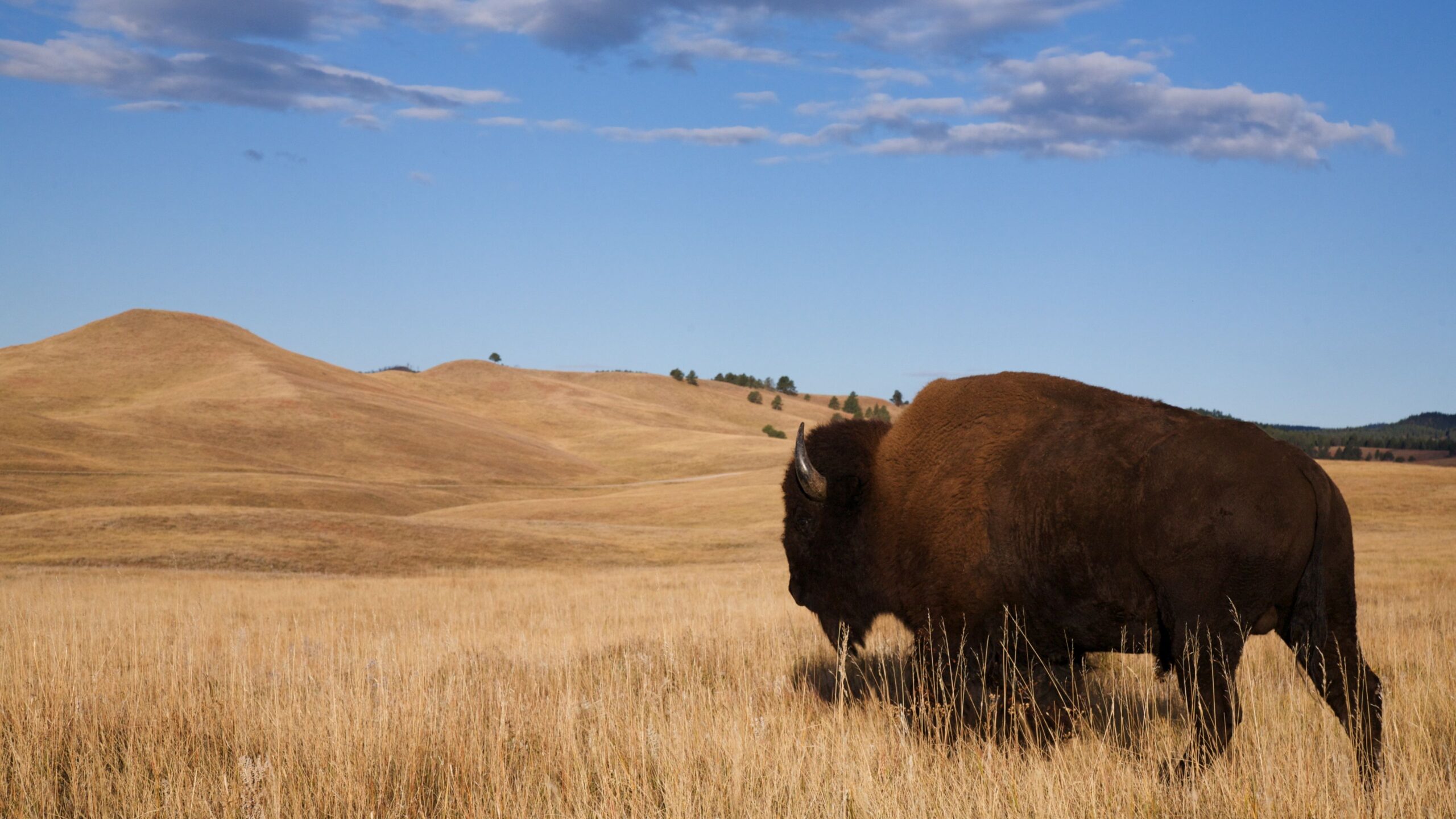 North Dakota
